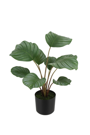 Künstliche Calathea - Silvina, 45 cm, Kunstpflanze von aplanta, Real Touch, in Grün, für drinnen