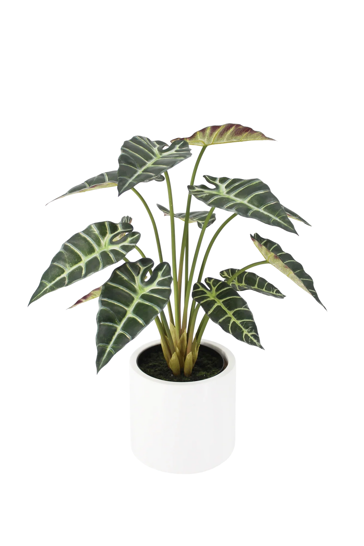 Künstliche Alocasia - Tamika, 68 cm, Kunstpflanze von aplanta, inkl. Dekotopf, in Grün, für drinnen