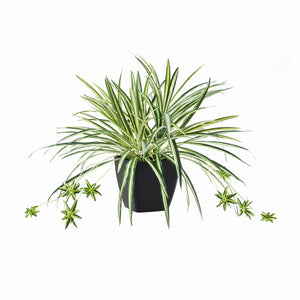 Künstliche Grünlilie - Liora, 50 cm, Kunstpflanze von aplanta, für drinnen
