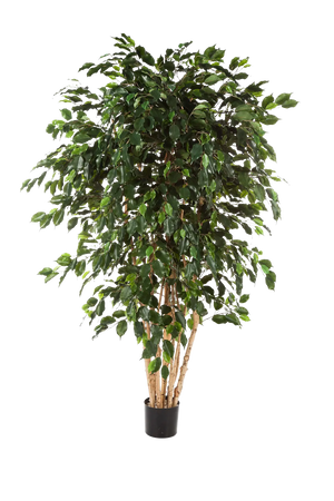 Künstlicher Ficusbaum - Valerius, 180 cm, Kunstbaum von aplanta, mit Echtholzstamm, inkl. Startertopf, in Grün, für drinnen