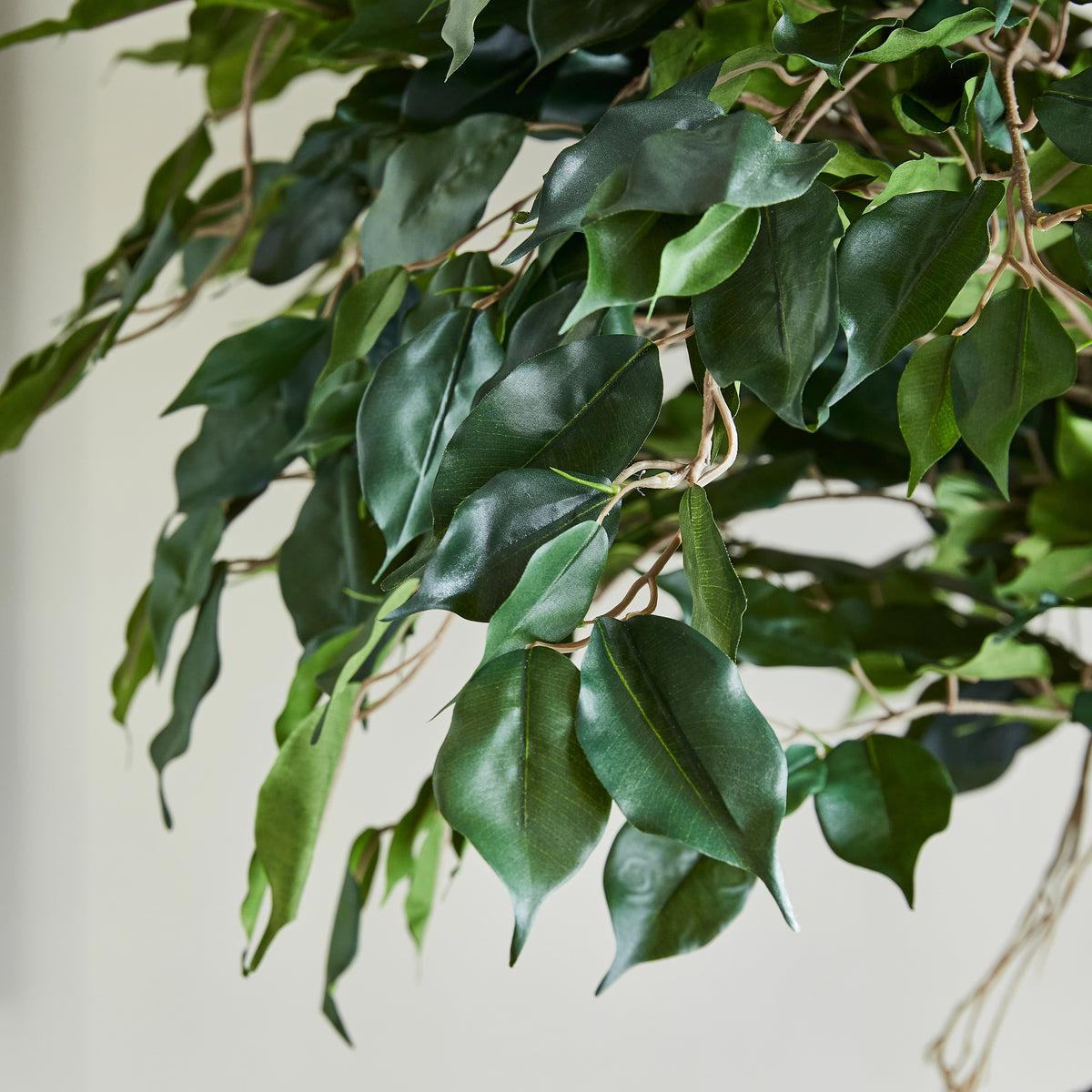 Künstlicher Ficus - Seraphius, 180 cm, Kunstbaum von aplanta, mit Echtholzstamm, inkl. Startertopf, in Grün, für drinnen