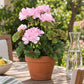 Künstliche Geranie - Perla | 40 cm rosa