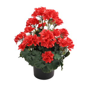 Künstliche Geranie - Letizia | 45 cm