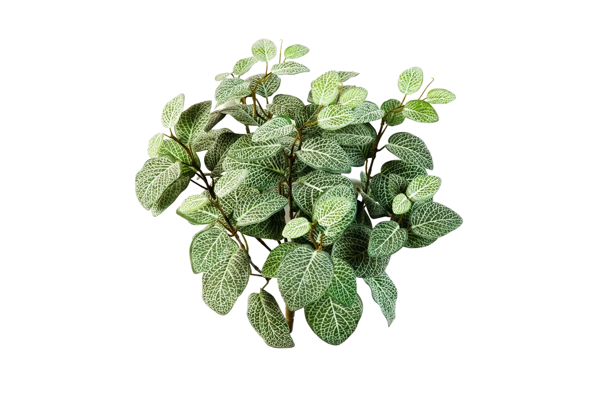 Künstliche Fittonia - Fit, 40 cm, Kunstpflanze von aplanta, Steckpflanze, in Natur, für drinnen
