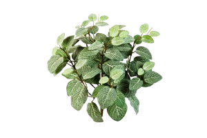Künstliche Fittonia - Fit, 40 cm, Kunstpflanze von aplanta, Steckpflanze, in Natur, für drinnen