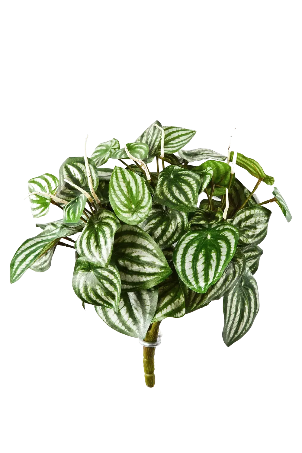 Künstliche Peperomia - Melon, 35 cm, Kunstpflanze von aplanta, Steckpflanze, in Natur, für drinnen