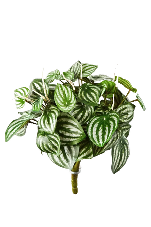 Künstliche Peperomia - Melon, 35 cm, Kunstpflanze von aplanta, Steckpflanze, in Natur, für drinnen