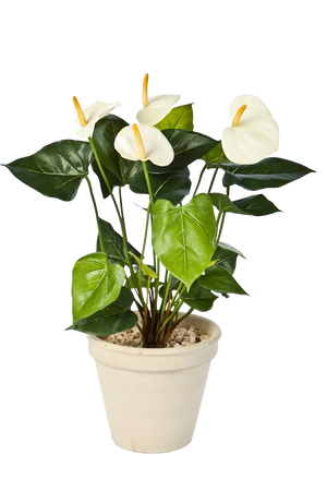 Künstliche Flamingoblume - Steckpflanze - Nora, 56 cm, Kunstpflanze von aplanta, in Creme, für drinnen