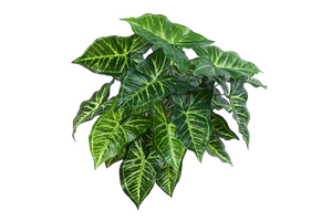 Künstliche Syngonium - Kalle, 45 cm, Kunstpflanze von aplanta, Steckpflanze, in Natur, für drinnen