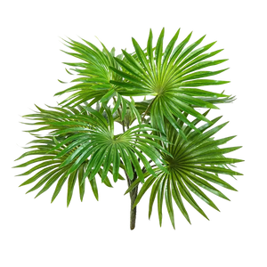 Künstlicher Palmenbusch - Carina, 35 cm, Kunstpflanze von aplanta, Steckpflanze, in Natur, für drinnen