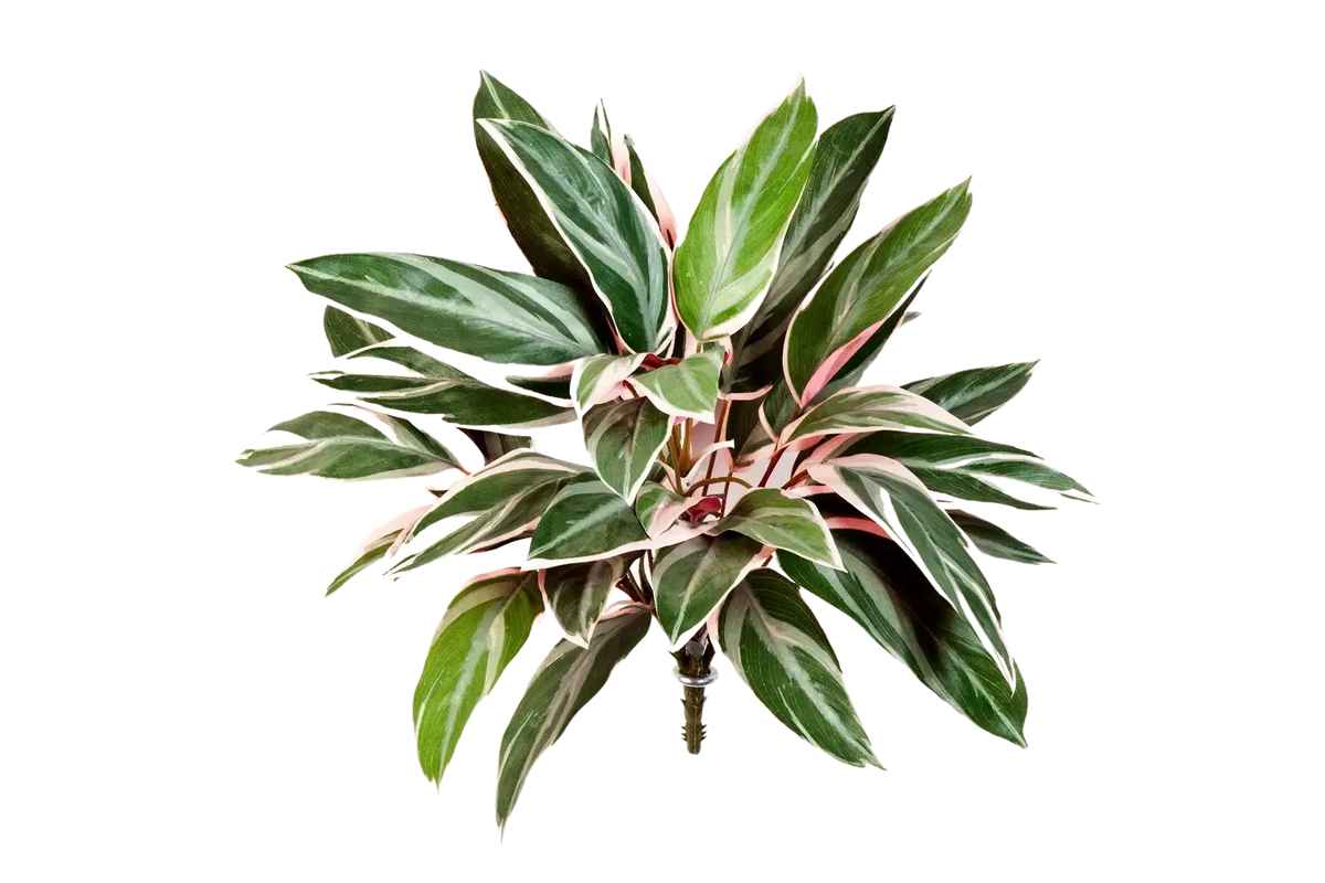 Künstliche Cordyline - Mila, 48 cm, Kunstpflanze von aplanta, Steckpflanze, für drinnen