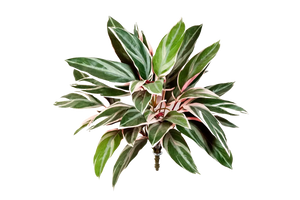 Künstliche Cordyline - Mila, 48 cm, Kunstpflanze von aplanta, Steckpflanze, für drinnen
