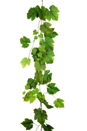 Künstliche Weinreben Girlande - Bela, 180 cm, Kunstpflanze von aplanta, Steckpflanze, in Natur, für drinnen