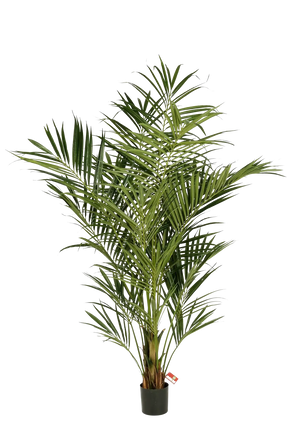 Künstliche Kentia Palme - Cecilia, 225 cm, Kunstbaum von aplanta, in Natur, für drinnen