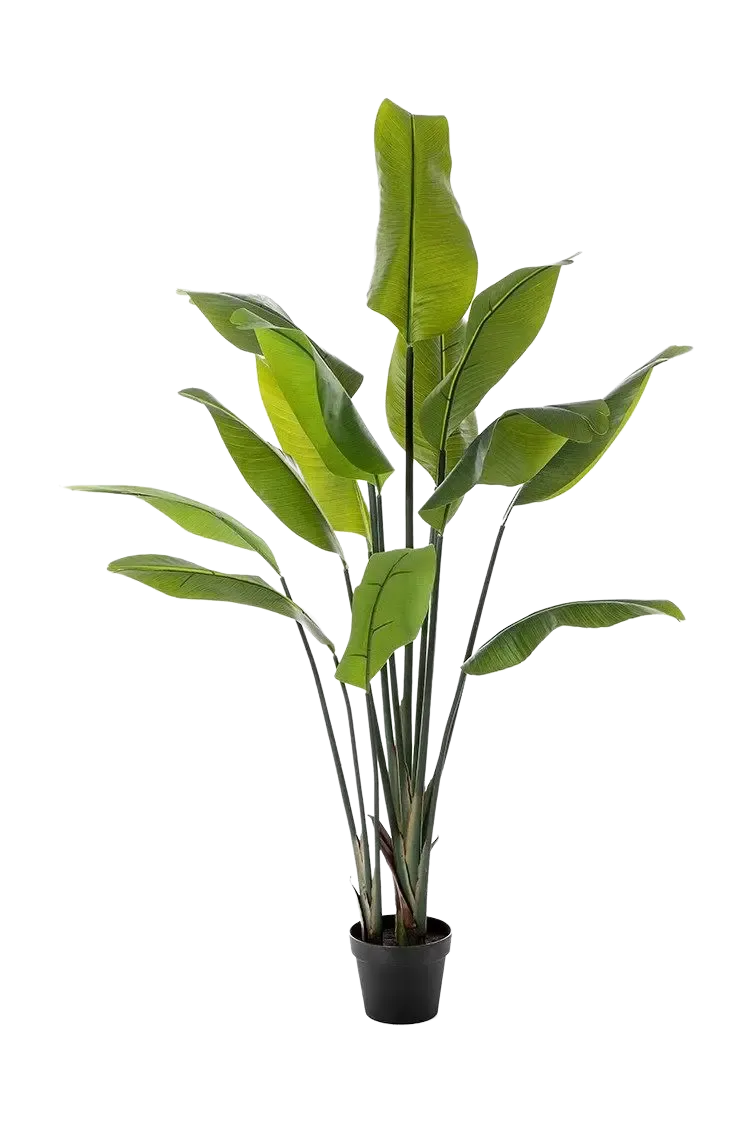 Künstliche Strelitzia - Clemens, 150 cm, Kunstbaum von aplanta, in Natur, für drinnen