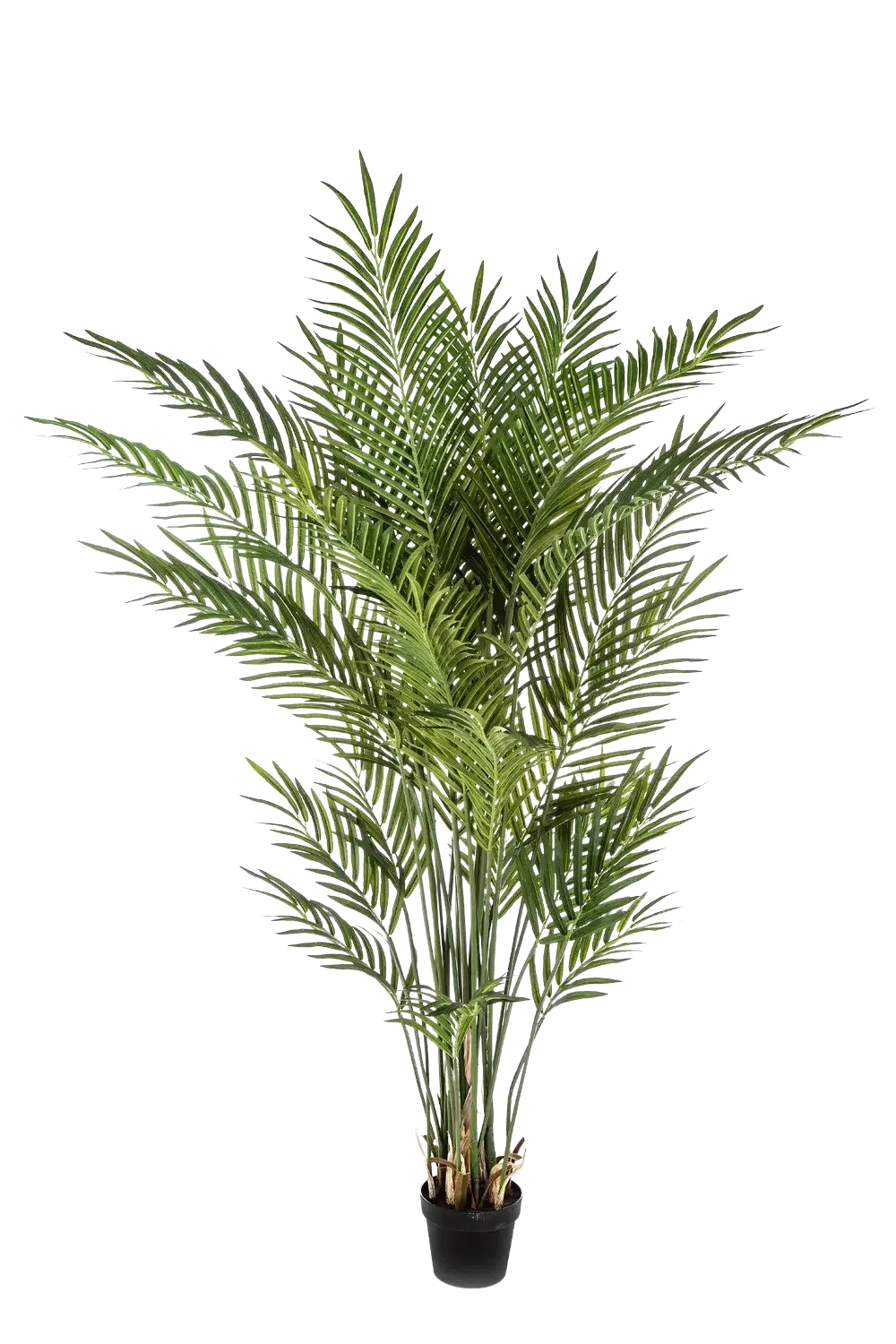 Künstliche Goldfruchtpalme - Eva, 205 cm, Kunstbaum von aplanta, im schwarzen Topf, in Natur, für drinnen