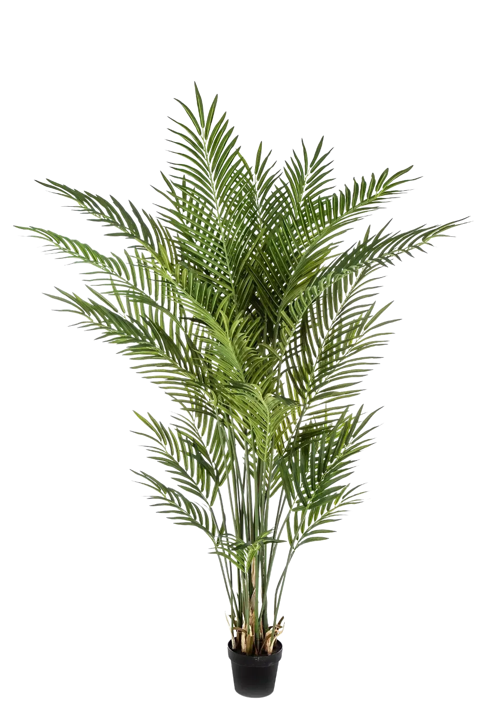 Künstliche Goldfruchtpalme - Eva, 170 cm, Kunstbaum von aplanta, im schwarzen Topf, in Natur, für drinnen