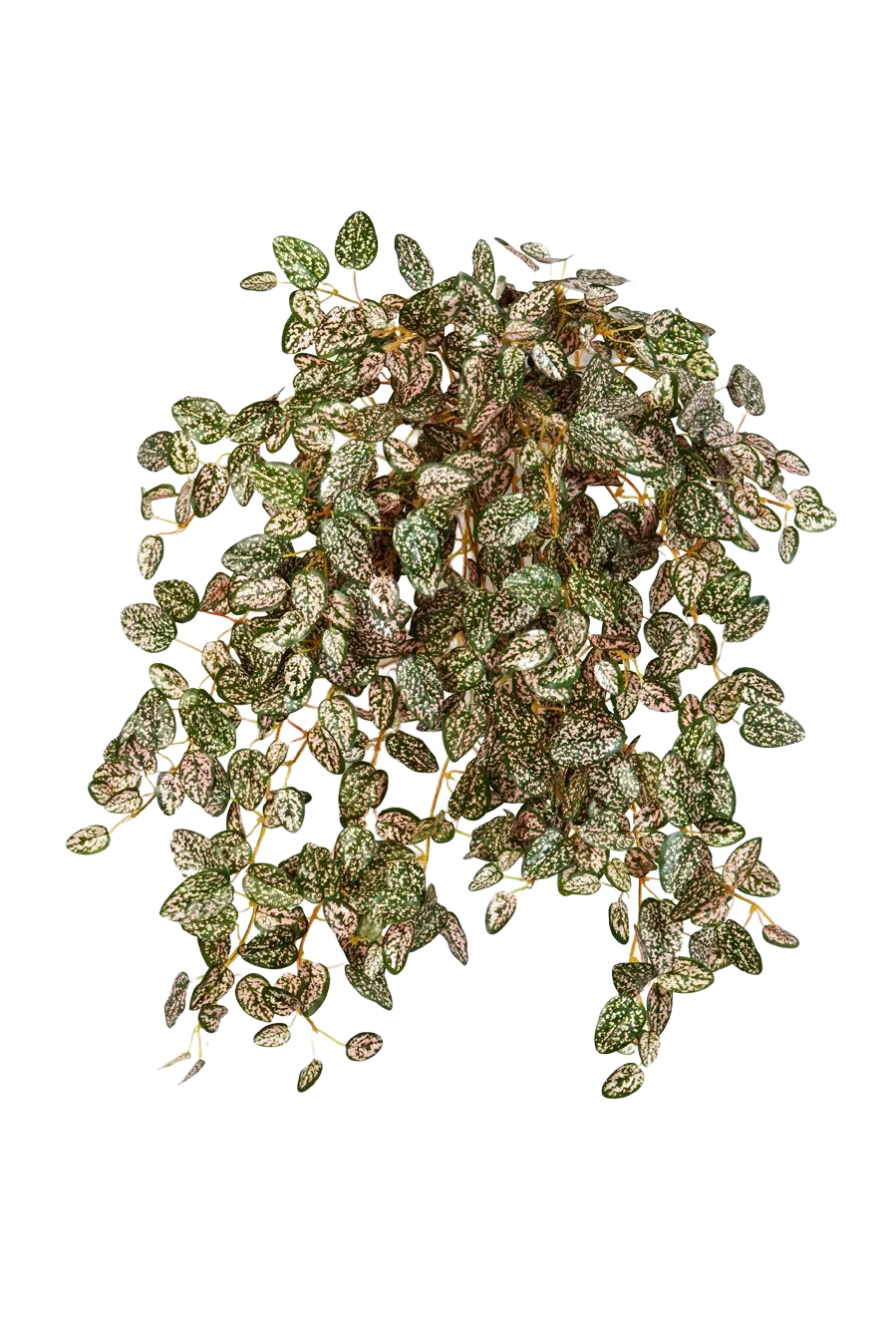 Künstliche Hypoestes - Eliah, Kunstpflanze von aplanta, Steckpflanze, in Natur, für drinnen