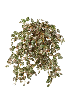 Künstliche Hypoestes - Eliah, Kunstpflanze von aplanta, Steckpflanze, in Natur, für drinnen