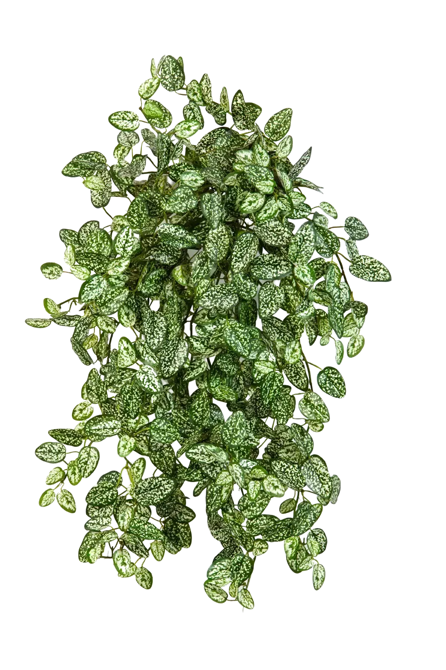 Künstliche Hypoestes - Efe, 50 cm, Kunstpflanze von aplanta, Steckpflanze, in Natur, für drinnen