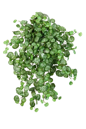 Künstliche Steinbrech - Emanuel, 50 cm, Kunstpflanze von aplanta, Steckpflanze, in Natur, für drinnen