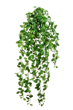 Künstliche Hänge-Fittonia - Freya, 85 cm, Kunstpflanze von aplanta, Steckpflanze, in Natur, für drinnen