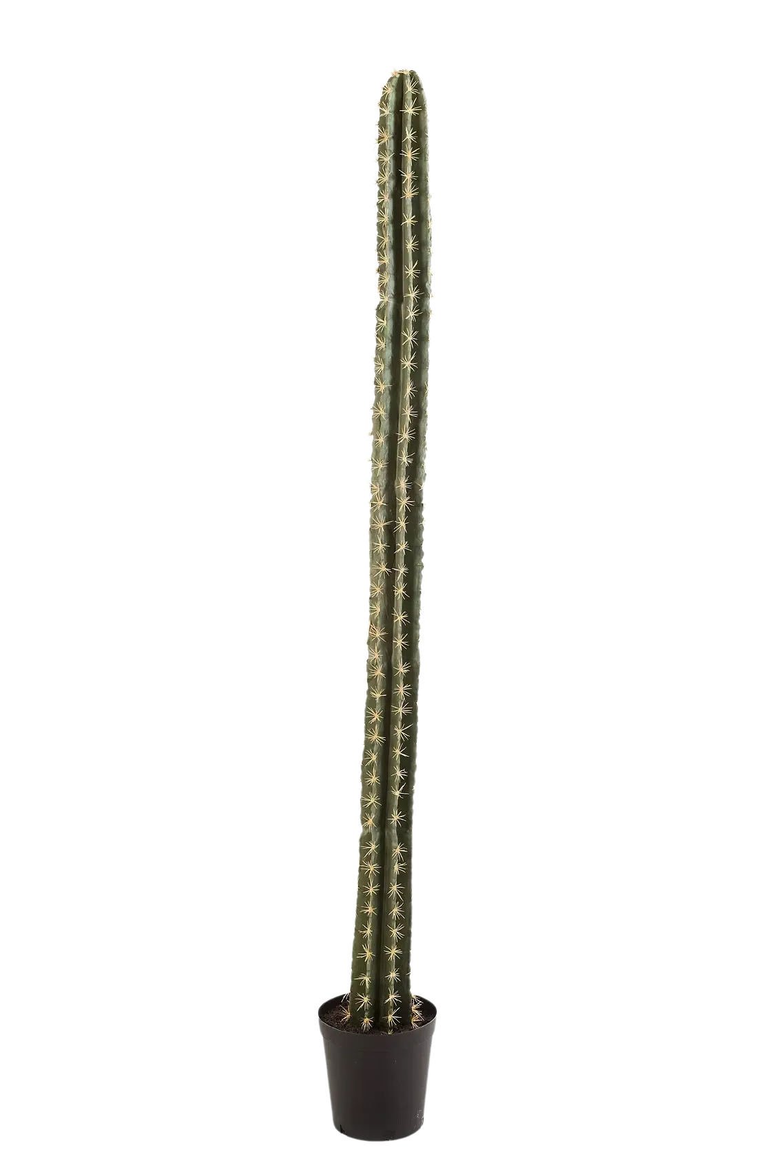 Künstlicher Kaktus - Hendrik, 206 cm, Kunstpflanze von aplanta, in Natur, für drinnen