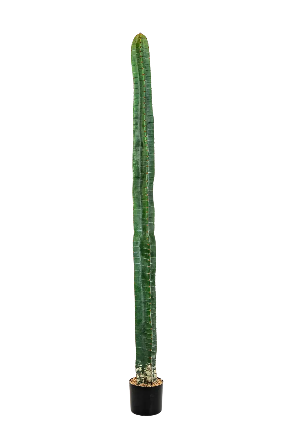 Künstlicher Kaktus - Henning, 180 cm, Kunstpflanze von aplanta, in Natur, für drinnen