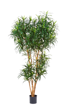 Künstlicher Drachenbaum - Helmut, 210 cm, Kunstbaum von aplanta, in Natur, für drinnen