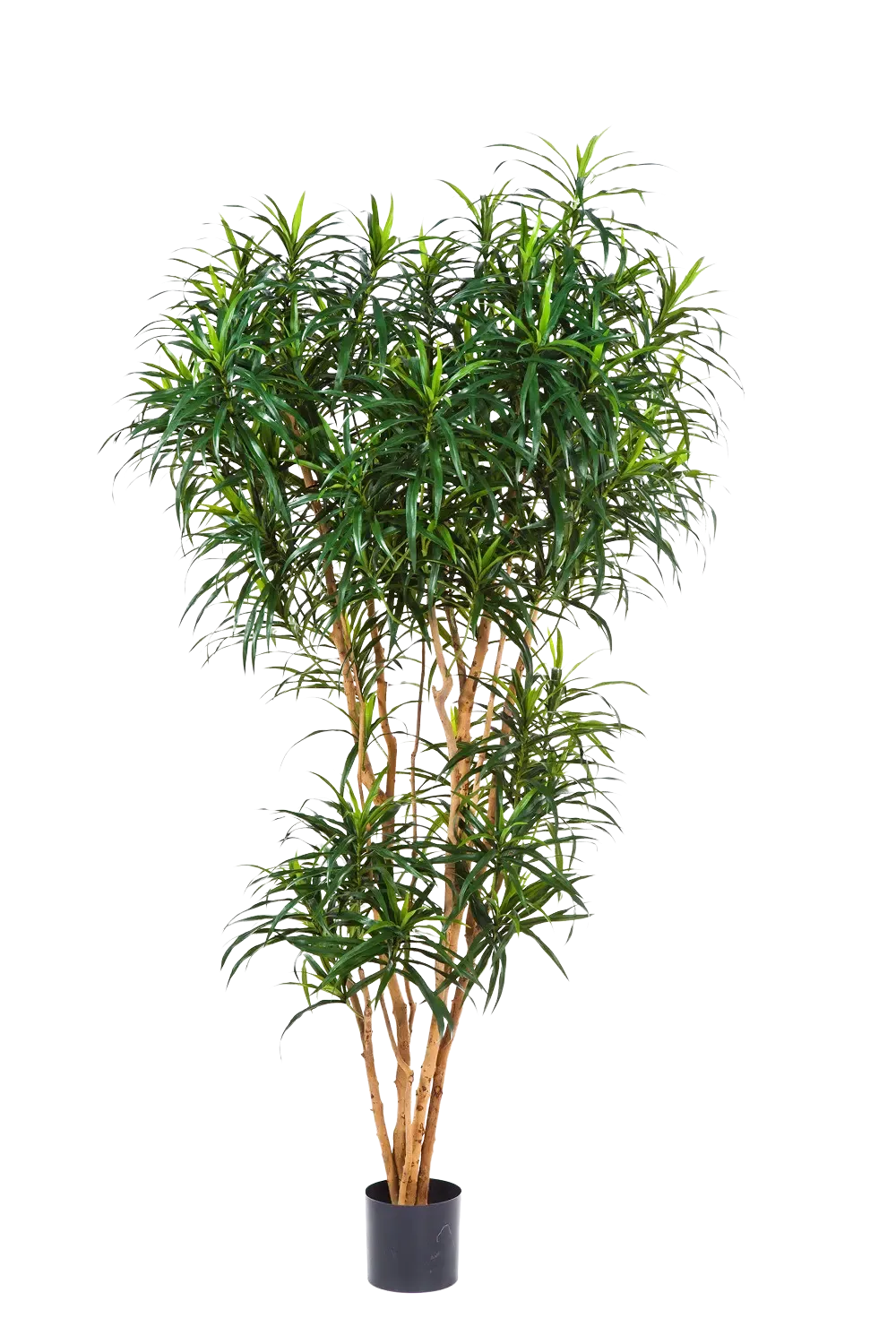 Künstlicher Drachenbaum - Helmut, 180 cm, Kunstbaum von aplanta, mit Echtholzstamm, in Natur, für drinnen