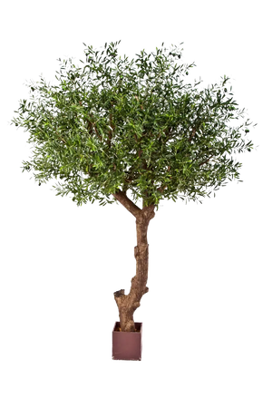 Künstlicher Olivenbaum - Ilias, 270 cm, Kunstbaum von aplanta, in Natur, für drinnen