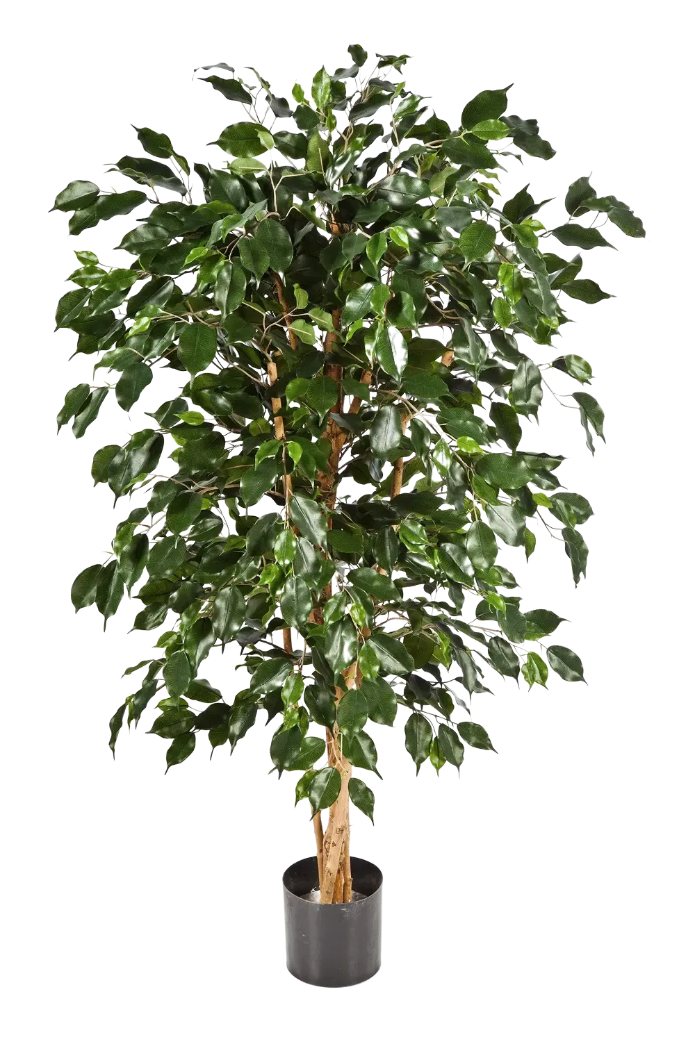 Künstlicher Chinesischer Ficus - Ioannis, 210 cm, Kunstbaum von aplanta, in Natur, für drinnen