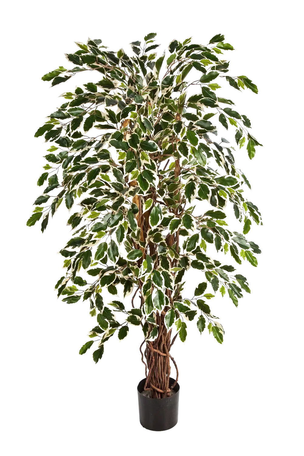 Künstlicher Ficus - Ravian, 150 cm, Kunstbaum von aplanta, mit Echtholzstamm, inkl. Startertopf, in Natur, für drinnen