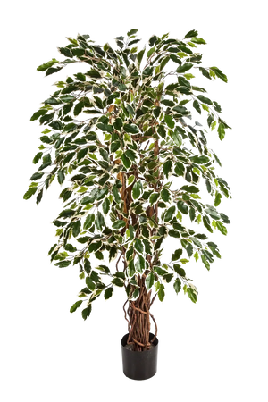 Künstlicher Ficus - Ravian, 150 cm, Kunstbaum von aplanta, mit Echtholzstamm, inkl. Startertopf, in Natur, für drinnen