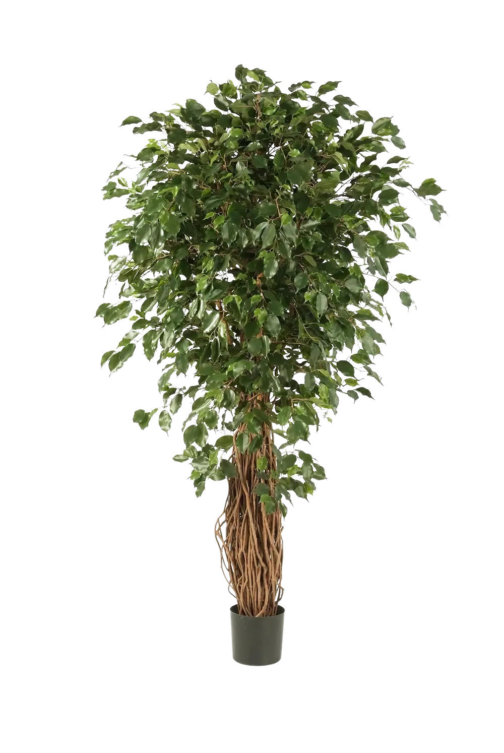 Künstlicher Ficus Liana - Josefine, 210 cm, Kunstbaum von aplanta, mit Echtholzstamm, mit Mangrovenstamm, im schwarzen Topf