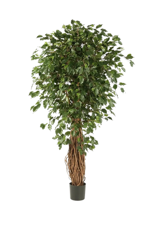 Künstlicher Ficus Liana - Josefine, 210 cm, Kunstbaum von aplanta, mit Echtholzstamm, mit Mangrovenstamm, im schwarzen Topf