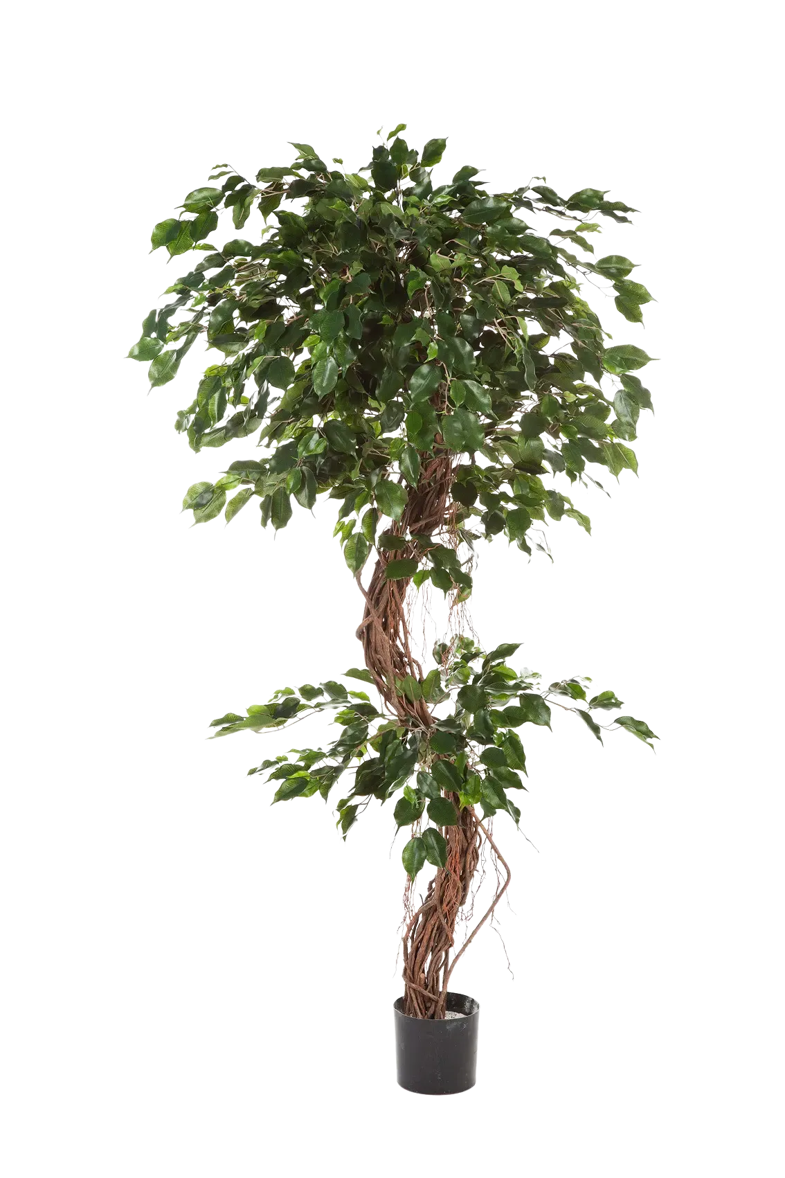 Künstlicher Ficus - Joshua, 210 cm, Kunstbaum von aplanta, mit Echtholzstamm, im schwarzen Topf, in Natur, für drinnen