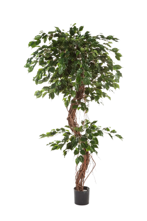 Künstlicher Ficus - Joshua, 210 cm, Kunstbaum von aplanta, mit Echtholzstamm, im schwarzen Topf, in Natur, für drinnen