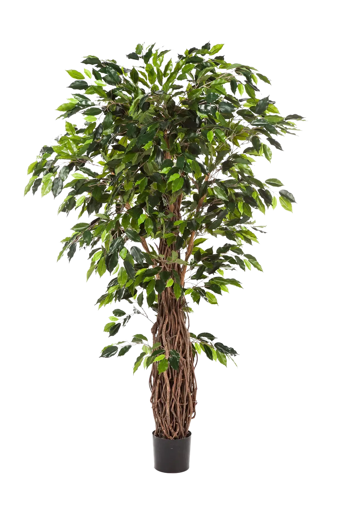 Künstliche Feige - Jannik, 240 cm, Kunstbaum von aplanta, mit Echtholzstamm, mit Mangrovenstamm, im schwarzen Topf, in Natur