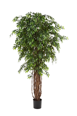 Künstlicher Ficus - Jayden, 210 cm, Kunstbaum von aplanta, in Natur, für drinnen