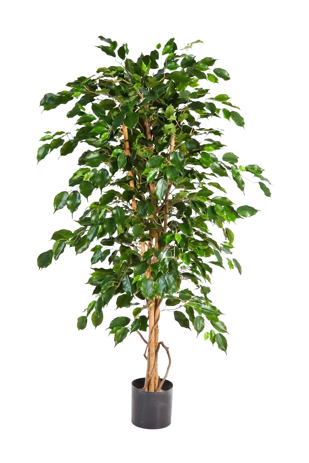 Künstlicher Ficus - Kristin, 210 cm, Kunstbaum von aplanta, in Natur, für drinnen