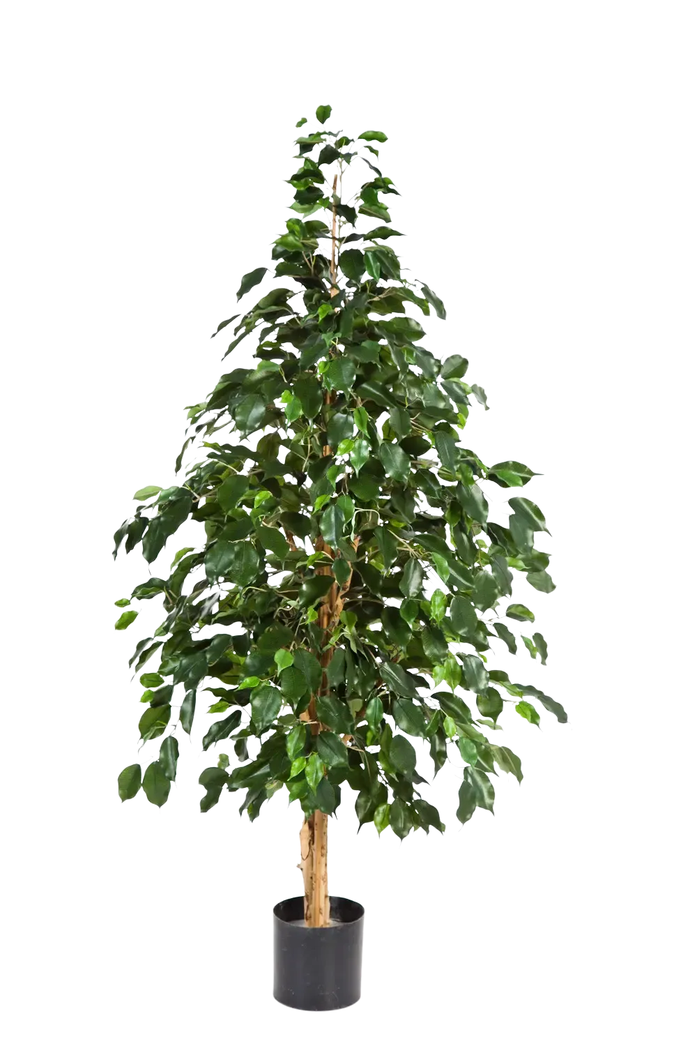 Künstlicher Ficus - Katja, 210 cm, Kunstbaum von aplanta, in Natur, für drinnen