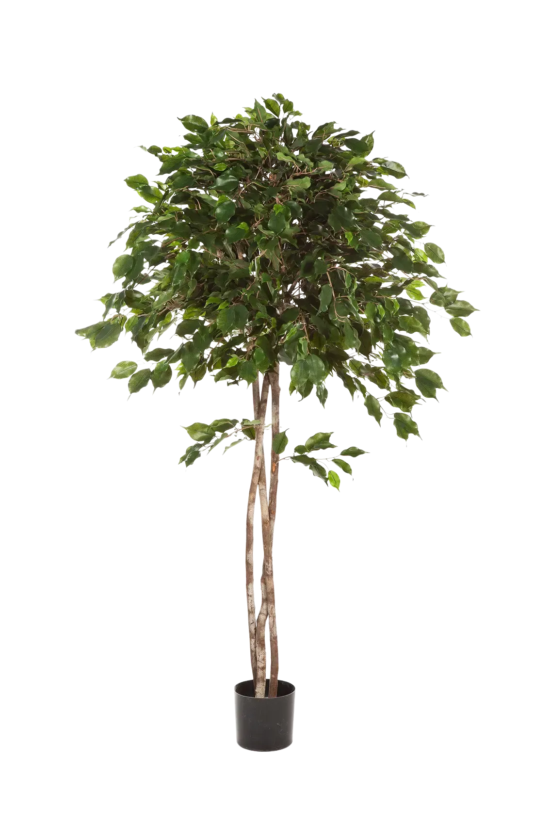 Künstlicher Ficus - Kathleen, 210 cm, Kunstbaum von aplanta, in Natur, für drinnen