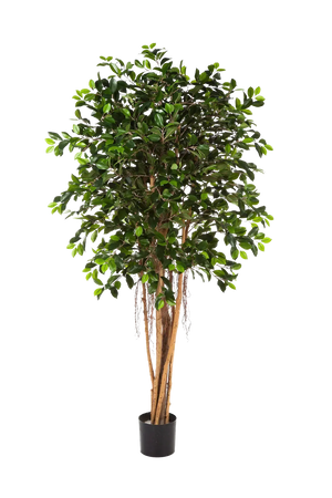 Künstlicher Ficus Retusa - Caelior, 180 cm, Kunstbaum von aplanta, mit Echtholzstamm, inkl. Startertopf, in Grün, für drinnen