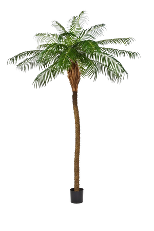 Künstliche Phoenixpalme - Zephyra, 240 cm, Kunstbaum von aplanta, in Grün, für drinnen