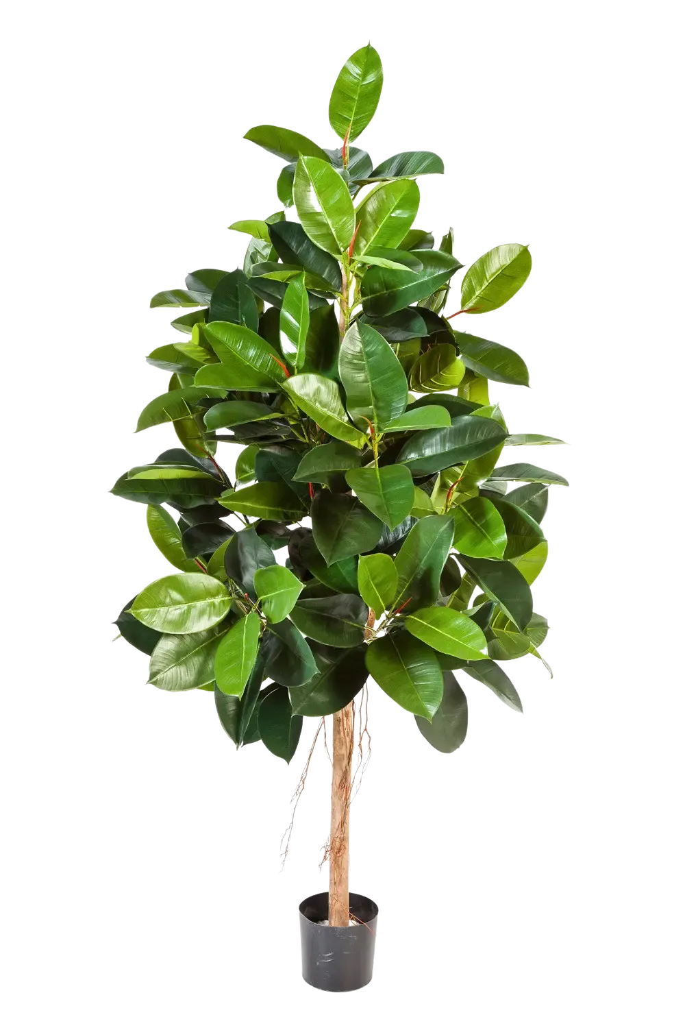 Künstlicher Gummibaum - Karim, 210 cm, Kunstbaum von aplanta, mit Echtholzstamm, in Natur, für drinnen
