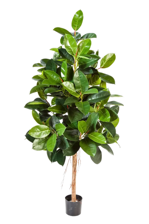 Künstlicher Gummibaum - Karim, 210 cm, Kunstbaum von aplanta, mit Echtholzstamm, in Natur, für drinnen