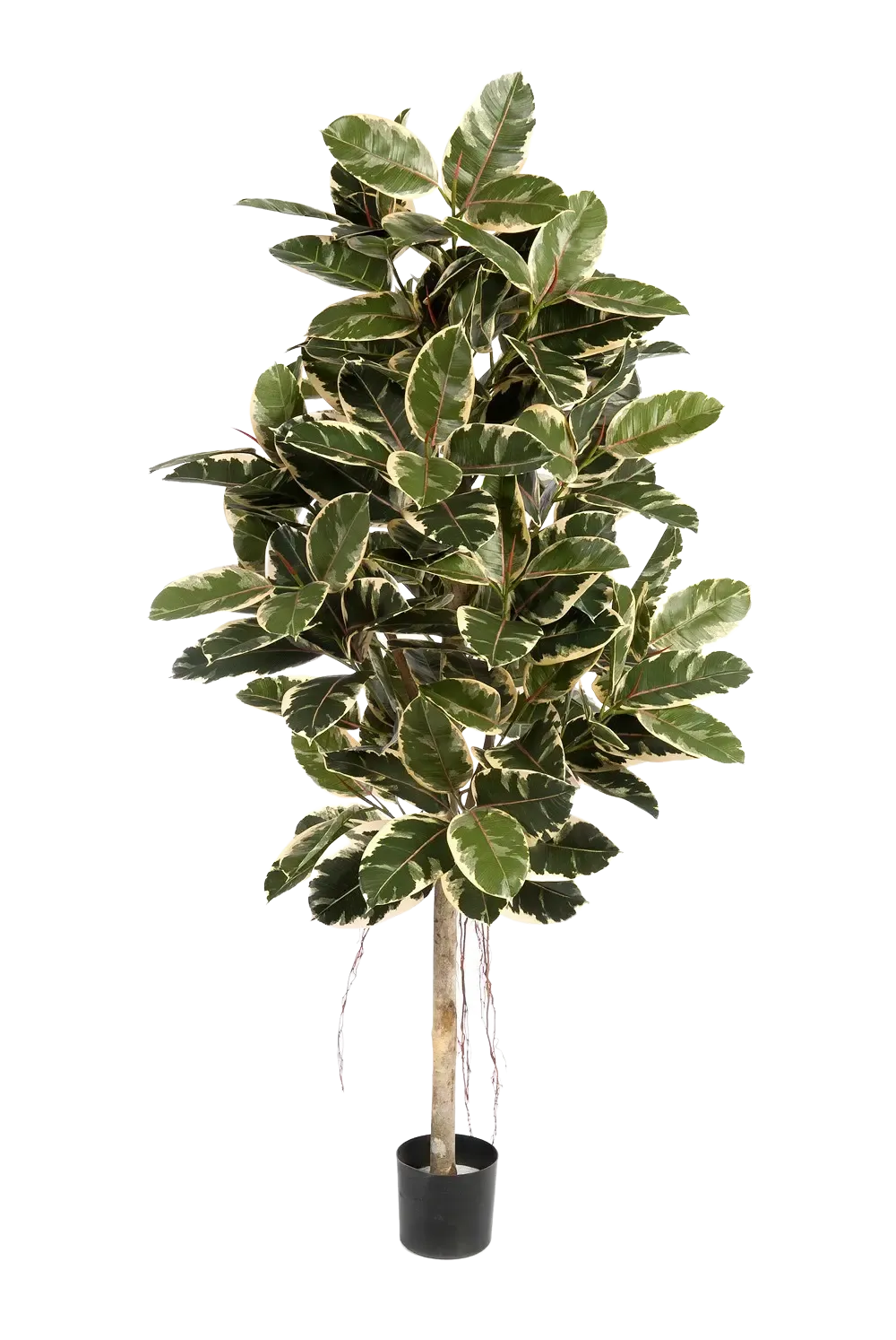 Künstlicher Gummibaum - Kerim, 210 cm, Kunstbaum von aplanta, mit Echtholzstamm, für drinnen