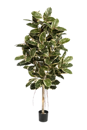 Künstlicher Gummibaum - Kerim, 210 cm, Kunstbaum von aplanta, mit Echtholzstamm, für drinnen