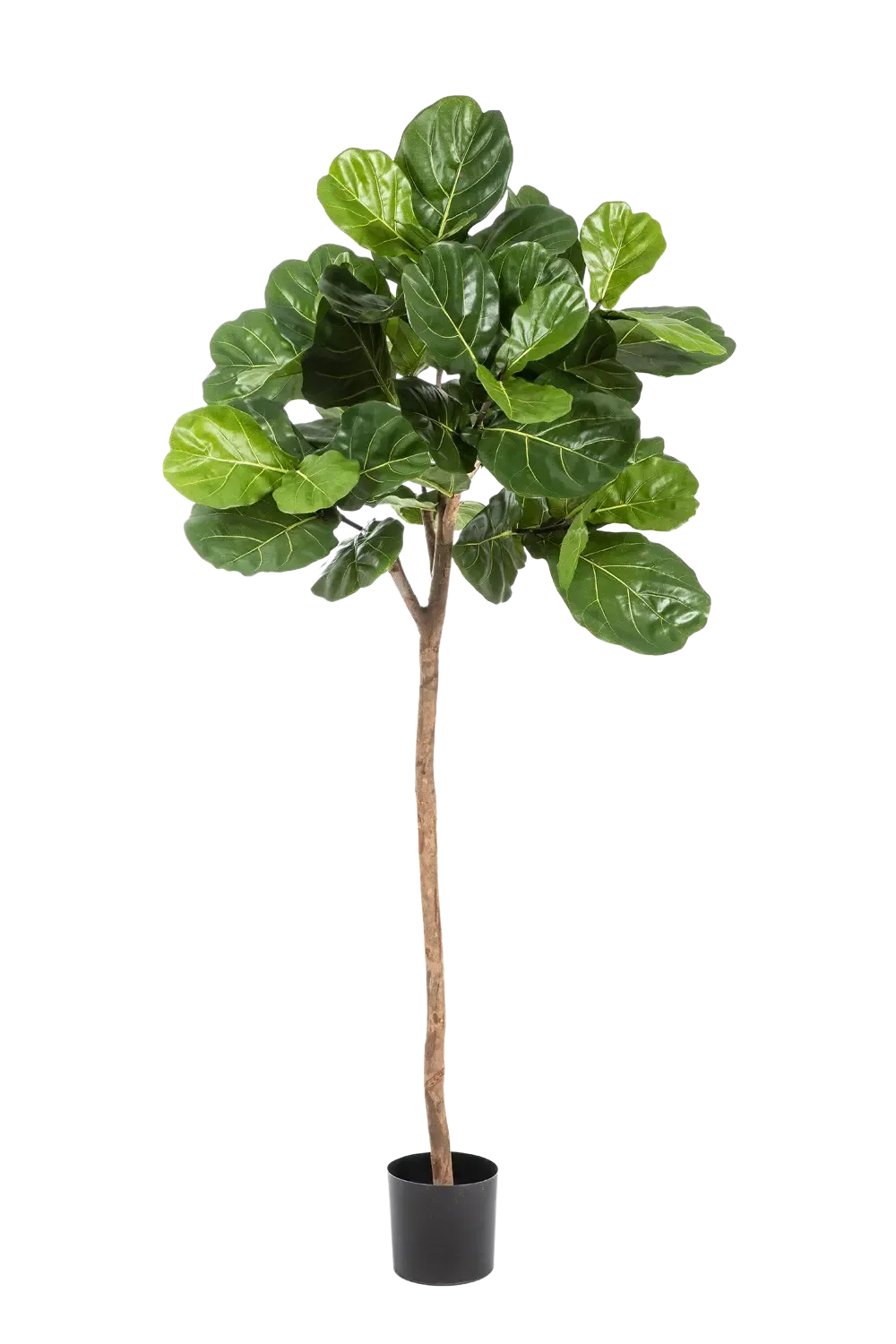 Künstliche Geigenfeige - Leni, 200 cm, Kunstbaum von aplanta, mit Echtholzstamm, in Natur, für drinnen